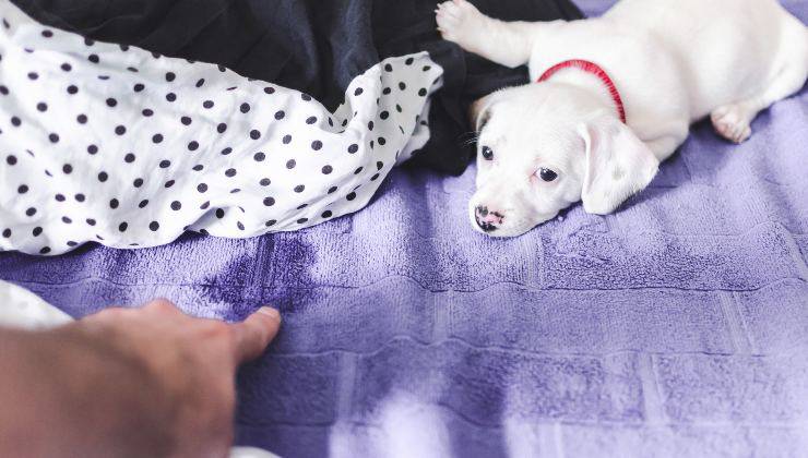 Uomo richiama il cane perché ha fatto la pipì sul letto