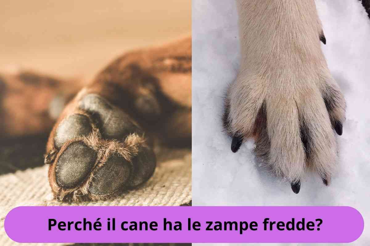 Zampe del cane