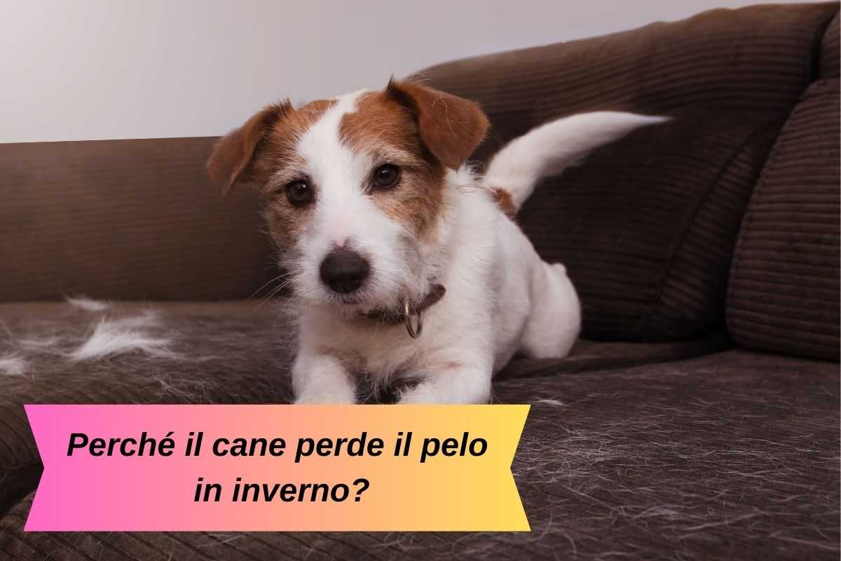 Cane bianco e marrone perde il pelo sul divano in inverno