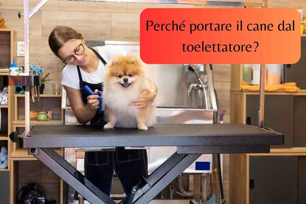 Cane sul bancone del toelettatore