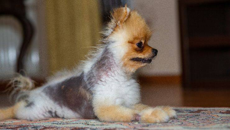 perdita di pelo nel cane