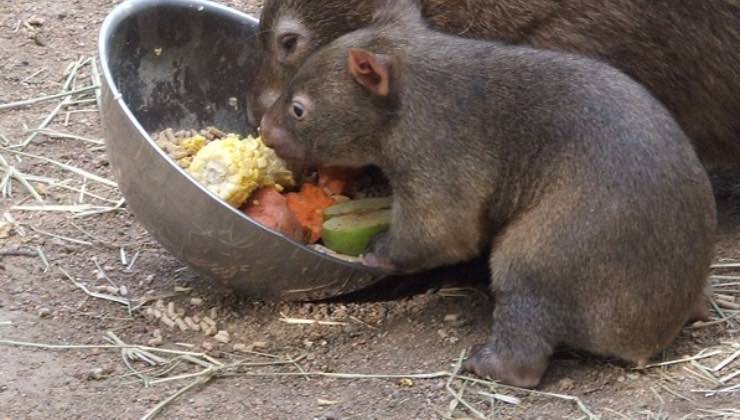 Cucciolo di wombat accanto a un esemplare adulto 