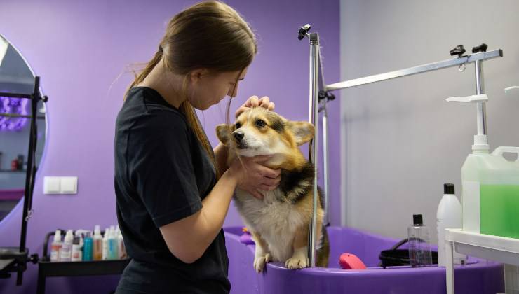 Cane guarda incantato il toelettatore che controlla l'igiene del suo pelo