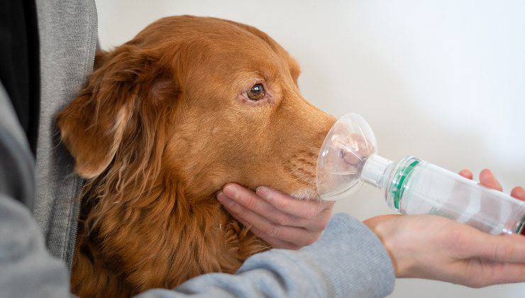 cane ha difficoltà a respirare