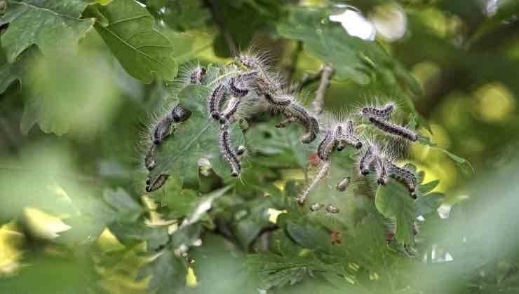 La processionaria nella natura del giardino 