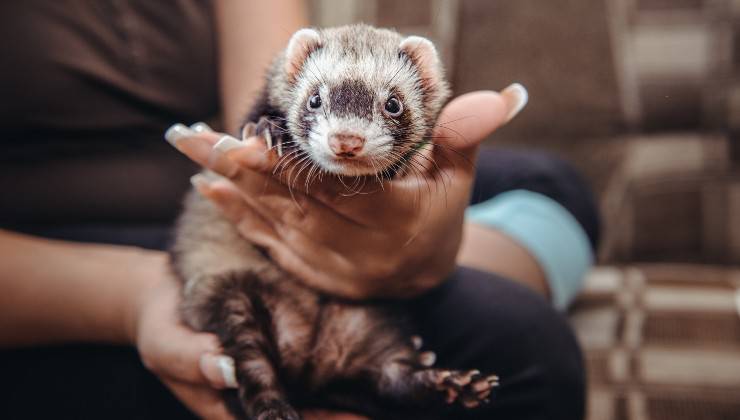Donna maneggia il furetto in procinto di pulirgli le orecchie