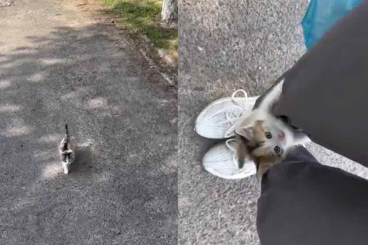Cucciolo di gatto striato si arrampica sulle gambe della donna