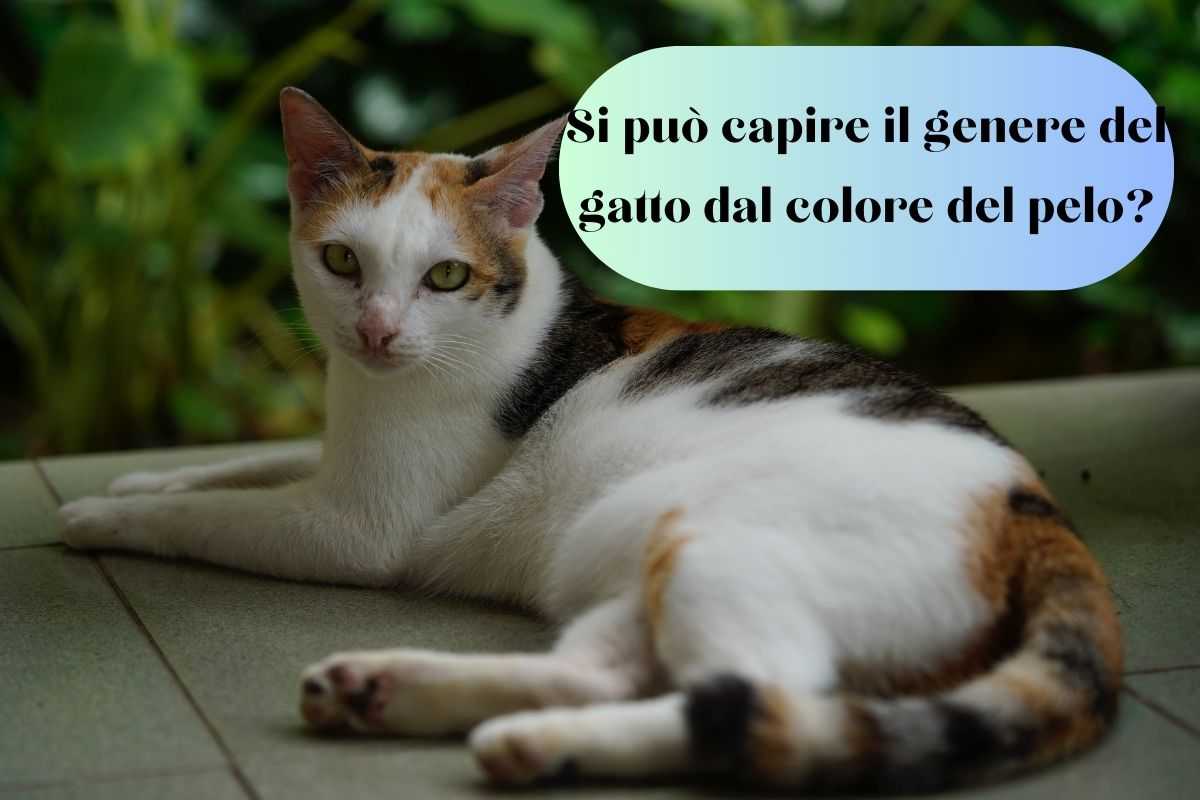 Gatto tricolore steso per scoprire se è maschio o femmina