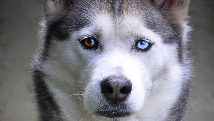 Un cane di razza Husky con il colore degli occhi diversi 