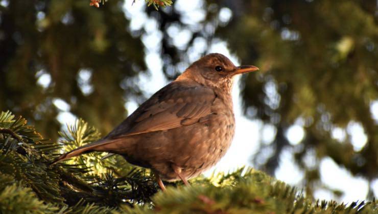 Uno degli uccelli in natura illuminato dalla luce del sole 