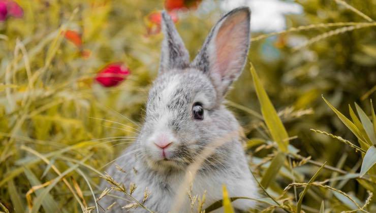 Un coniglio grigio che cerca la sua mamma in un prato 