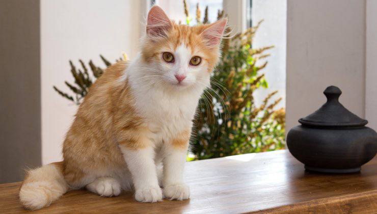 Cucciolo di gatto bianco e arancione sul tavolo dopo il passaggio 