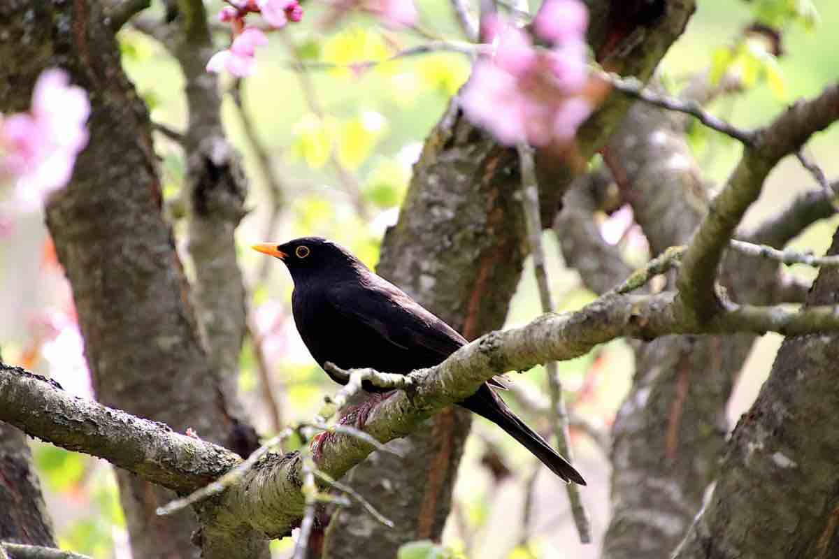 Un esemplare di merlo tra il cinguettio gli uccelli su un ramo nel bosco