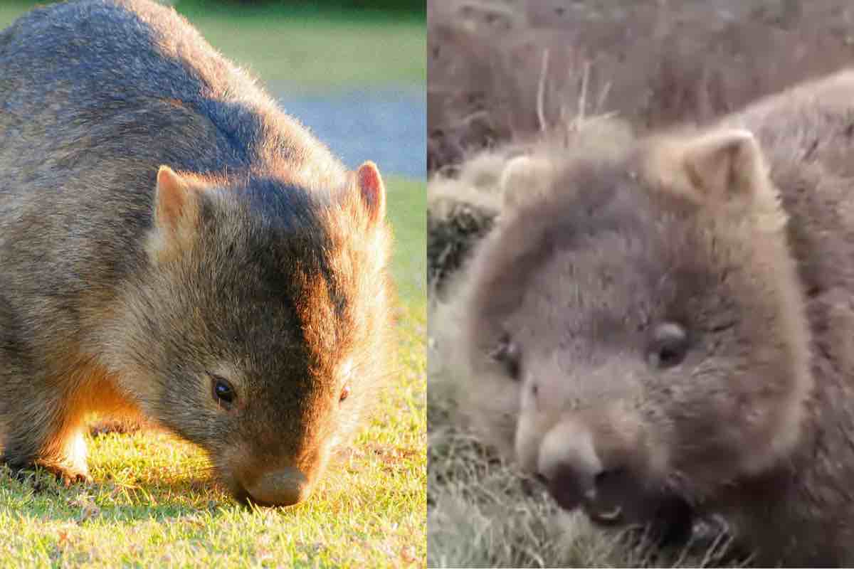 Un esemplare Wombat di media statura mentre mangia