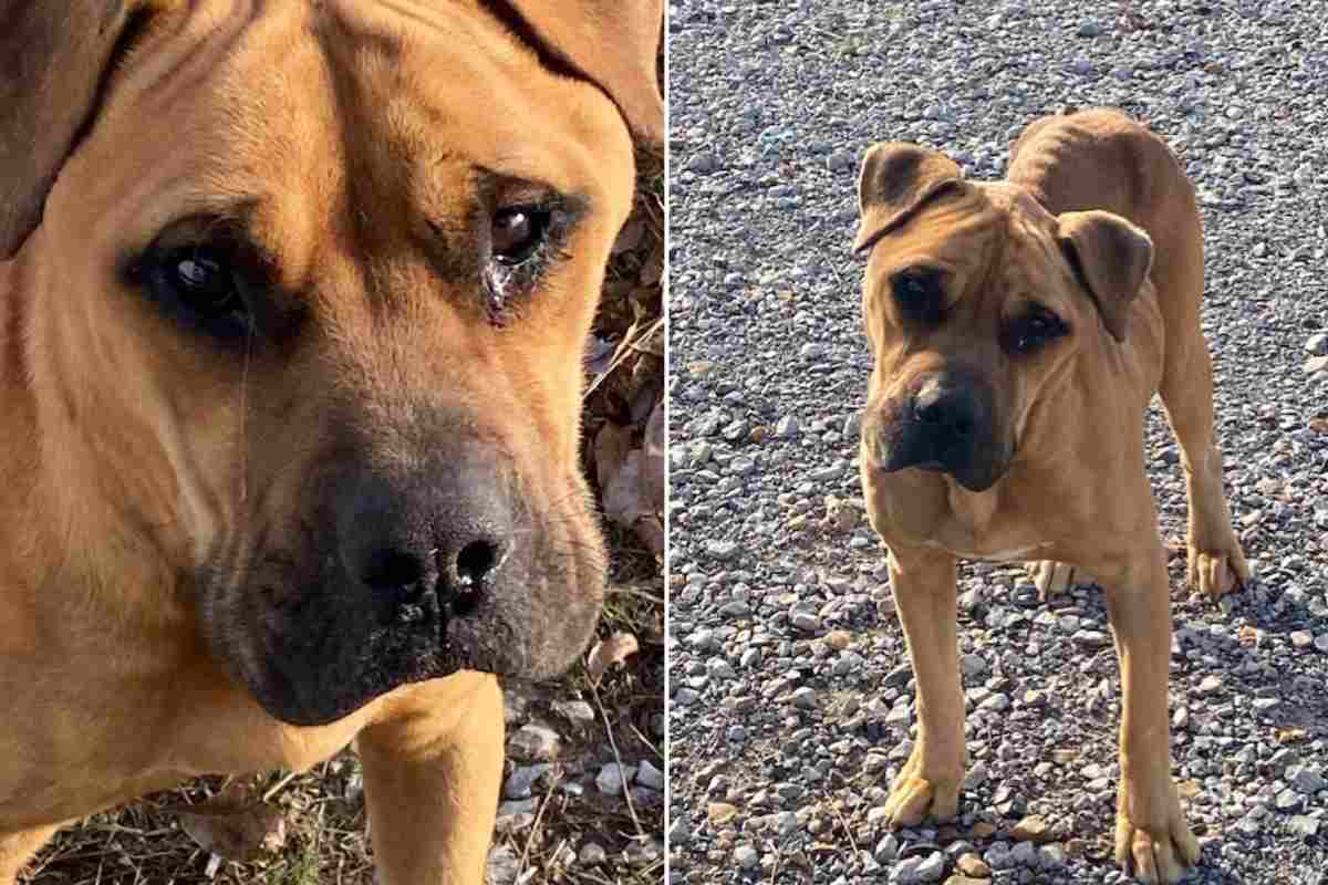 cane con le lacrime occhi