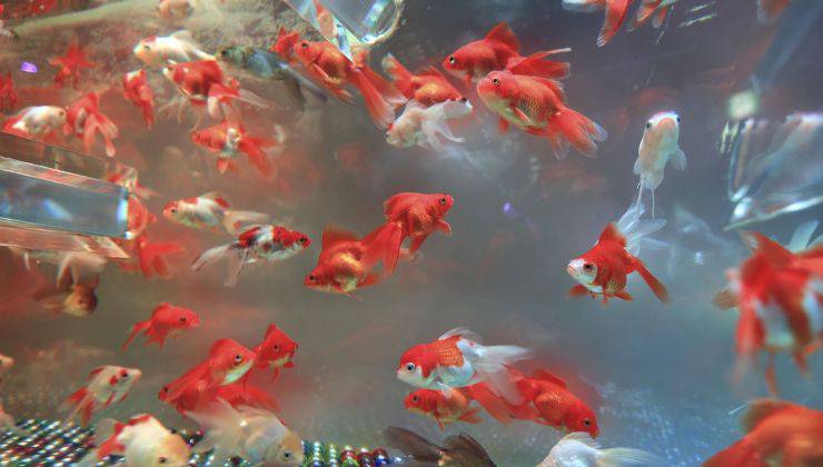 acquario con pesci rossi 