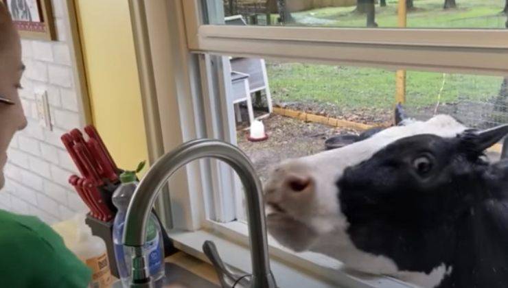 la mucca jenna si affaccia dalla finestra della cucina