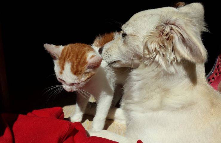 Far convivere cane e gatto non è sempre facile