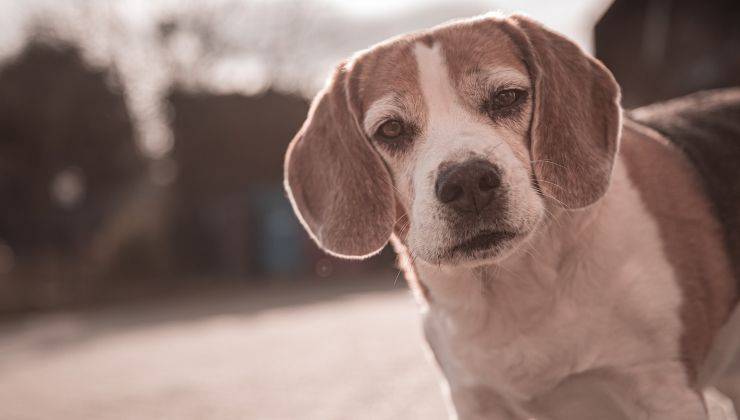 Beagle in primo piano 