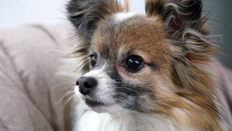 Cagnolino in casa 