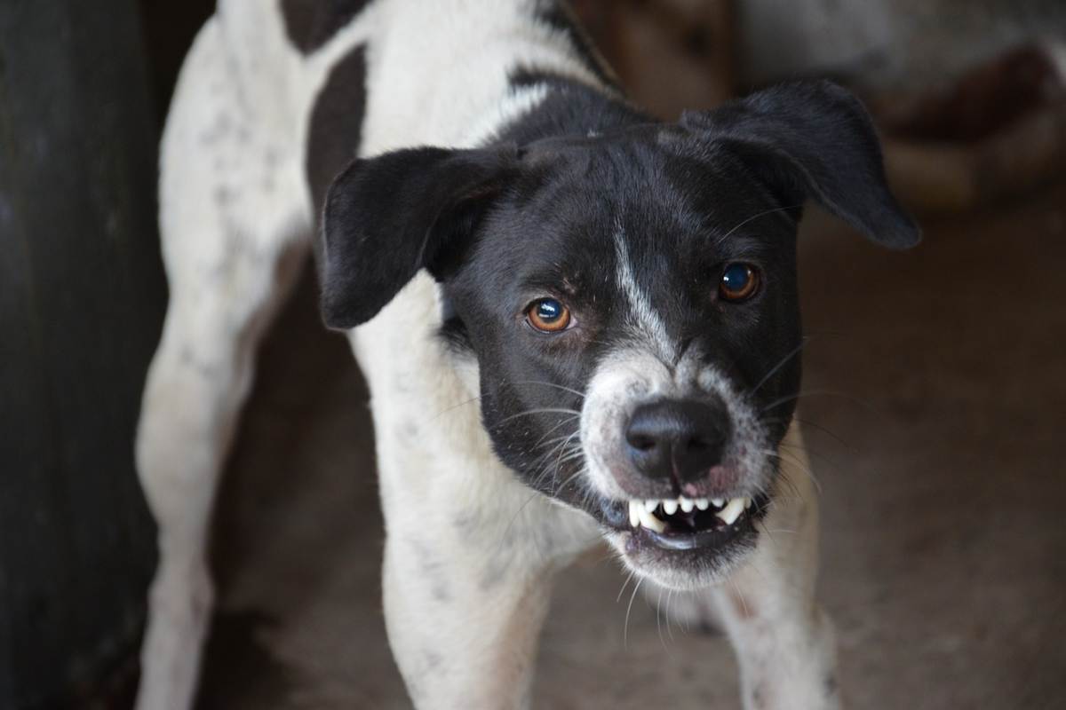 Cane aggressivo che ha morso animale o persona