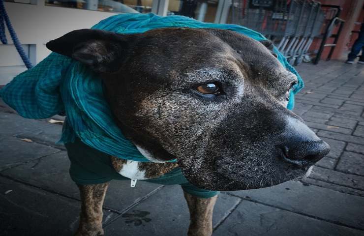 Il tuo cane anziano non smette di tremare