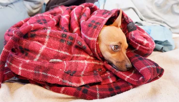 cane avvolto nella coperta per evitare che prenda freddo 