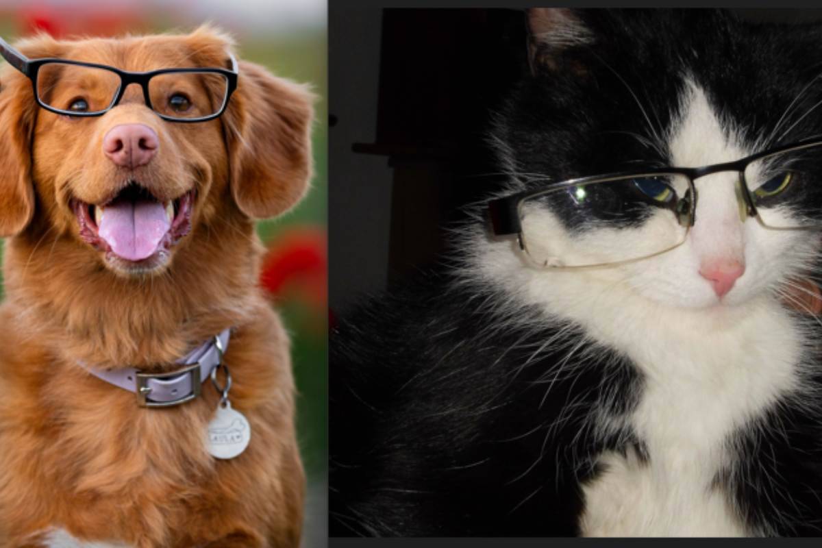 Cani e gatti: quale specie è la più intelligente?