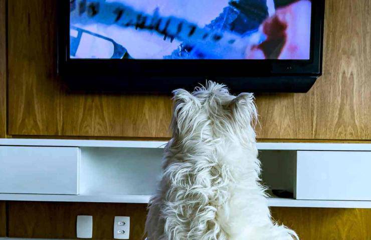 Anche i cani amano la TV