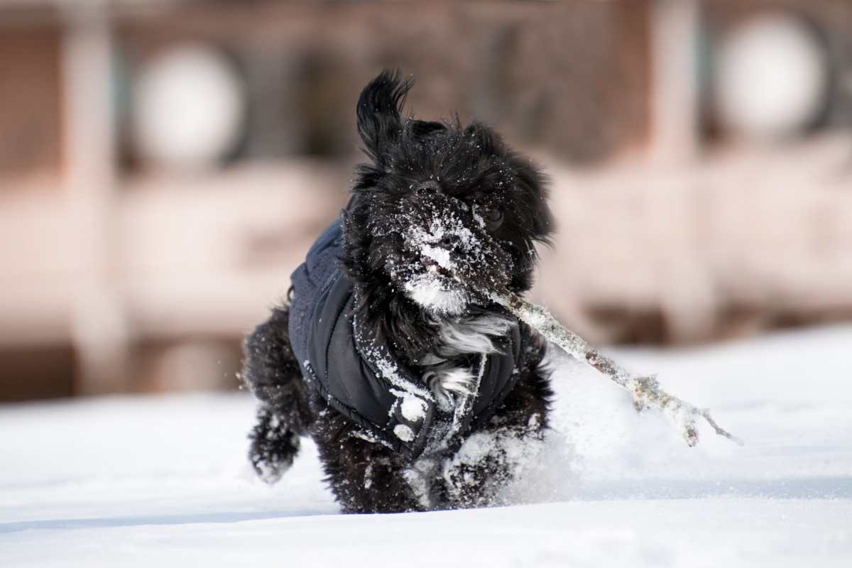 cane gioca sulla neve