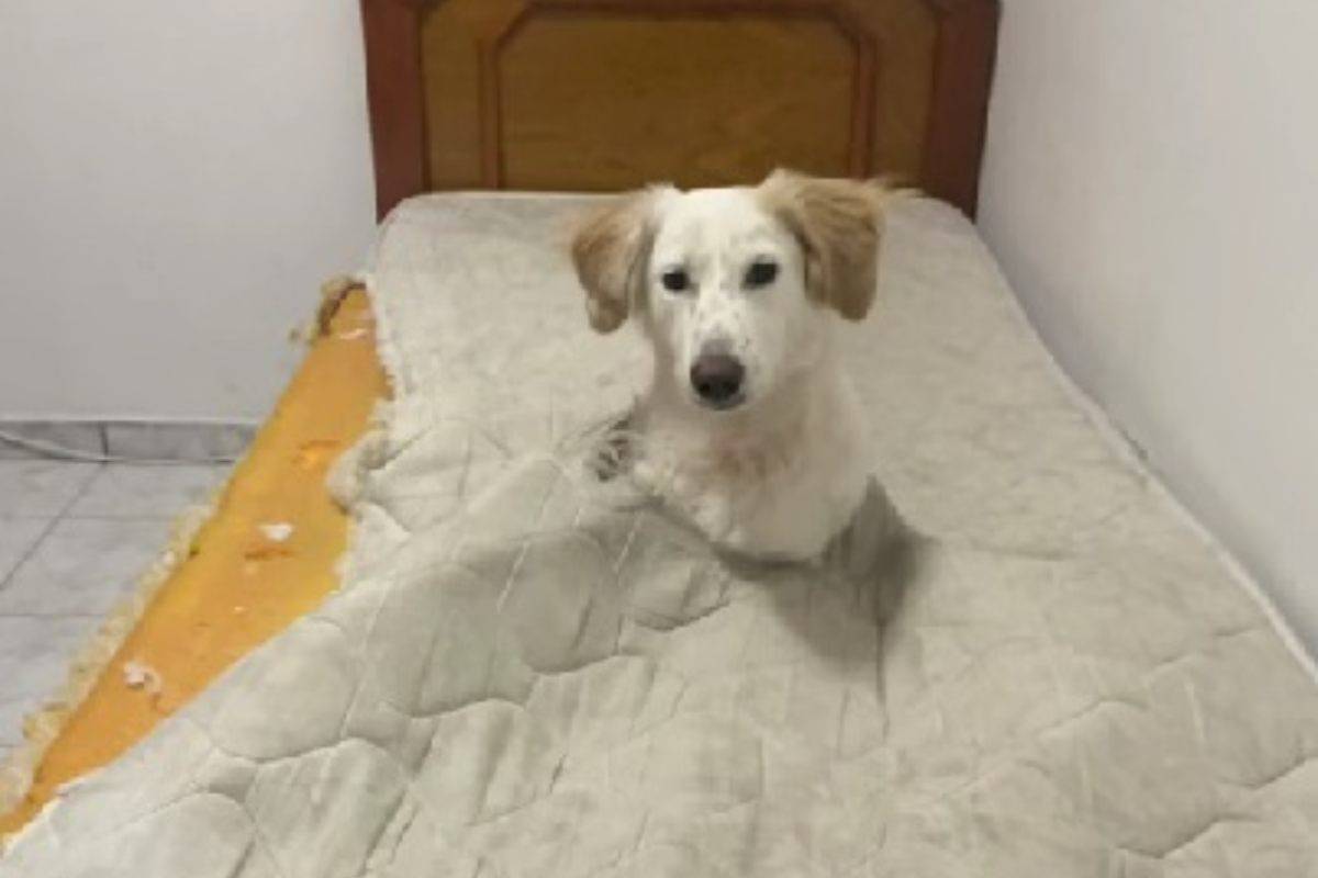 Cane sul letto che combina un guaio