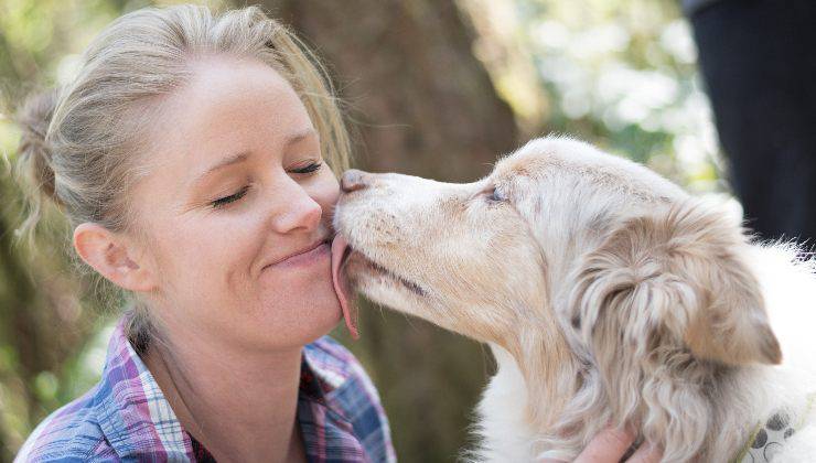 cane lecca viso della proprietaria