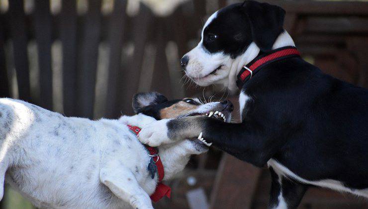 cane morde un altro cane 