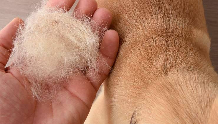 proprietario con pelo del cane nella mano