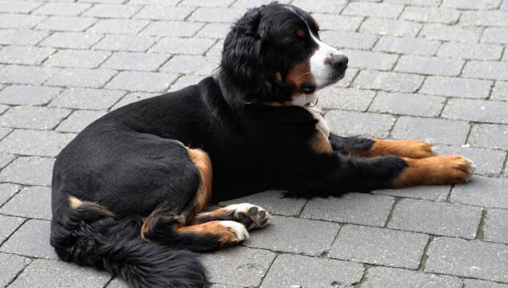 cane riposa sulla strada 