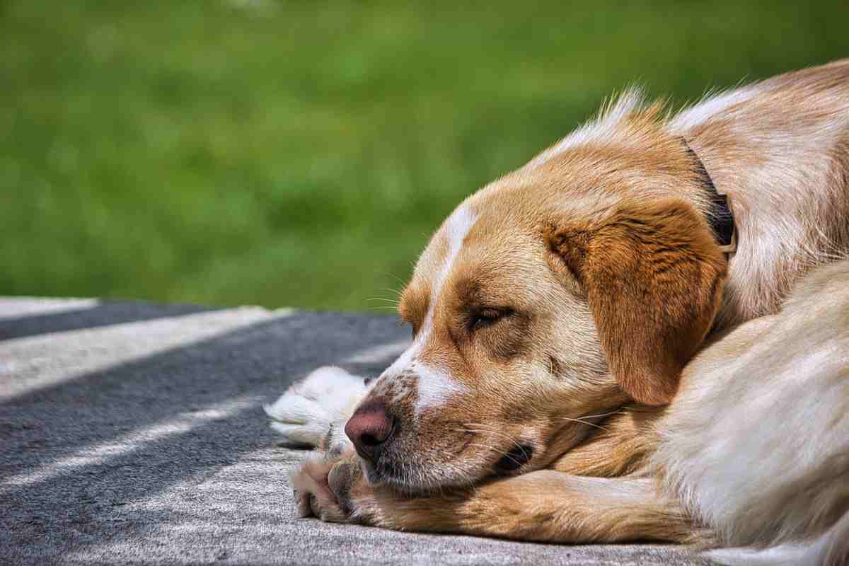 Cane taglia grande si riposa