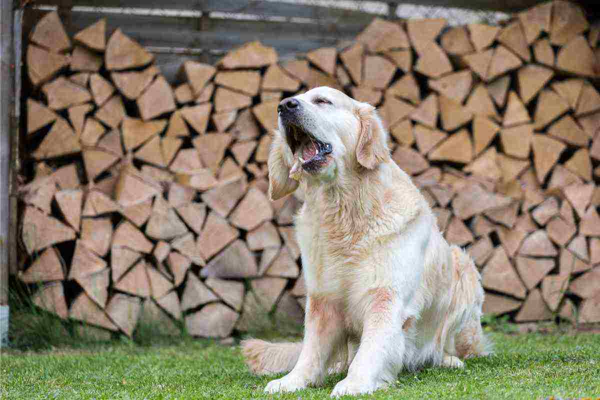 Far vomitare il cane in questi casi