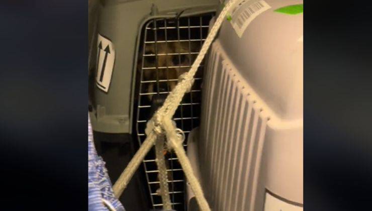 video dei cani in aereo
