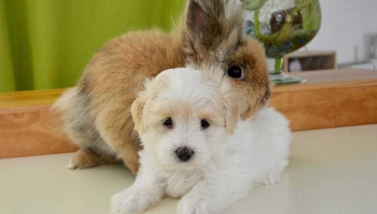 Coniglio e cane insieme 
