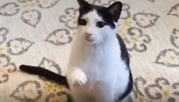 la dolcezza del gatto Pokey che si prende cura dei cuccioli