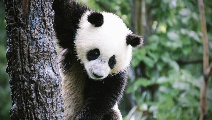 Cucciolo di panda su un albero 