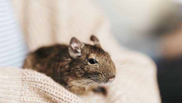 Degu 