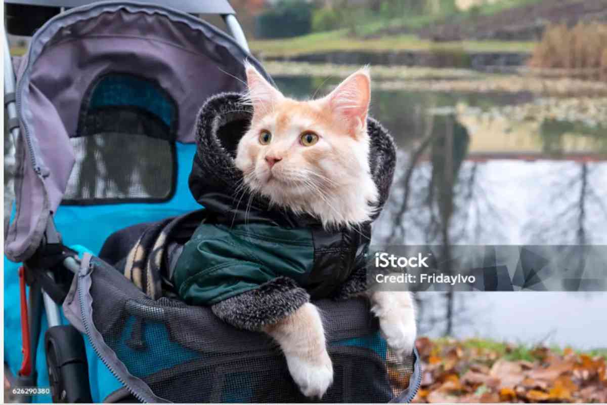 gatto nel passeggino