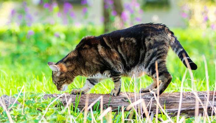 Gatto cammina e mostra la pancia molle 