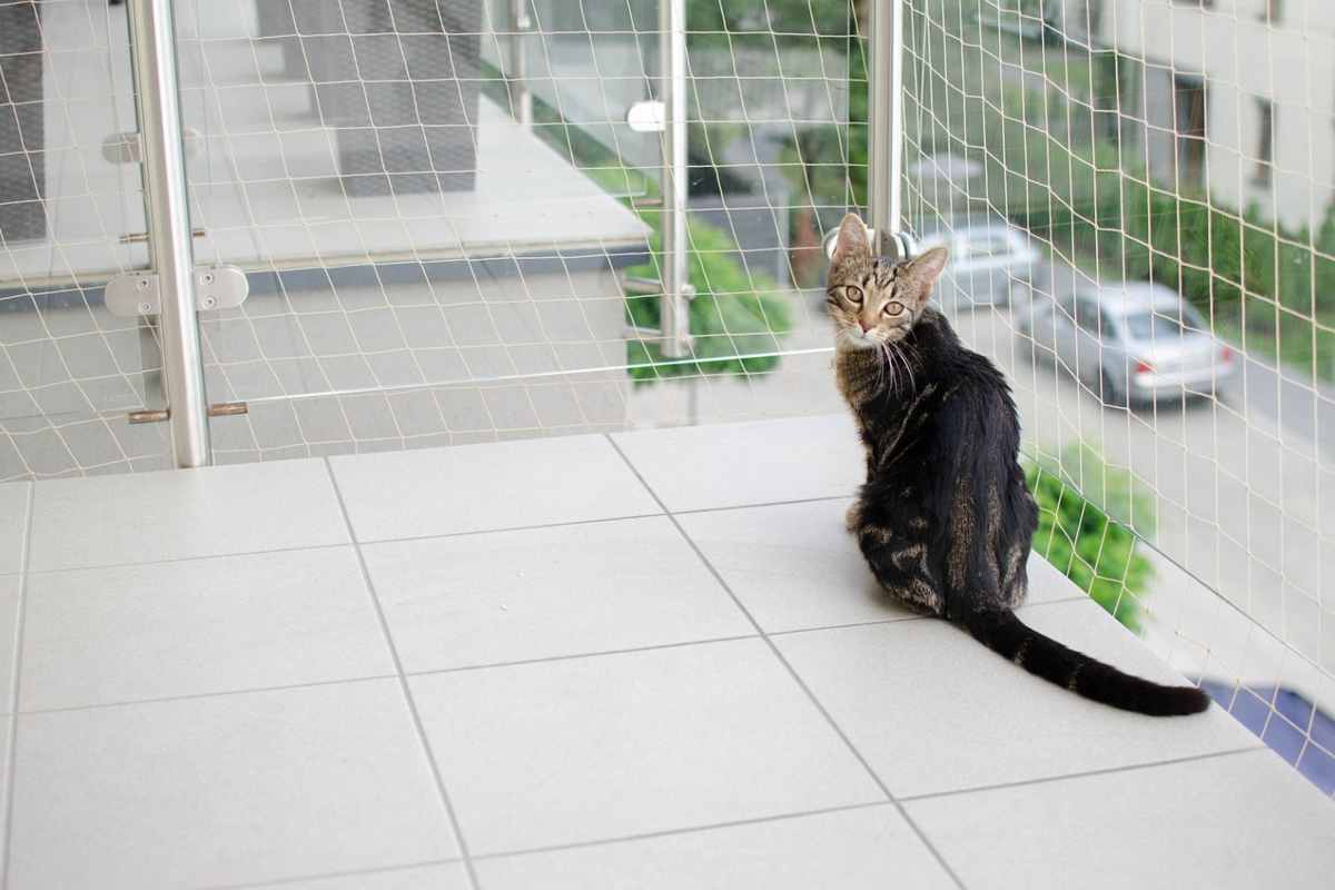 Gatto sul balcone con rete di protezione