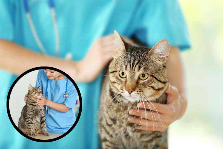 gatto disorientato dal veterinario