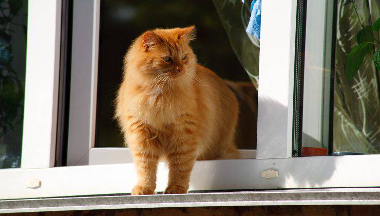 gatto esce dalla finestra non in sicurezza 