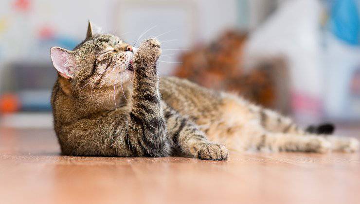 gatto si pulisce le zampe