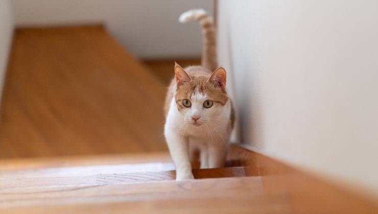 gatto sale le scale