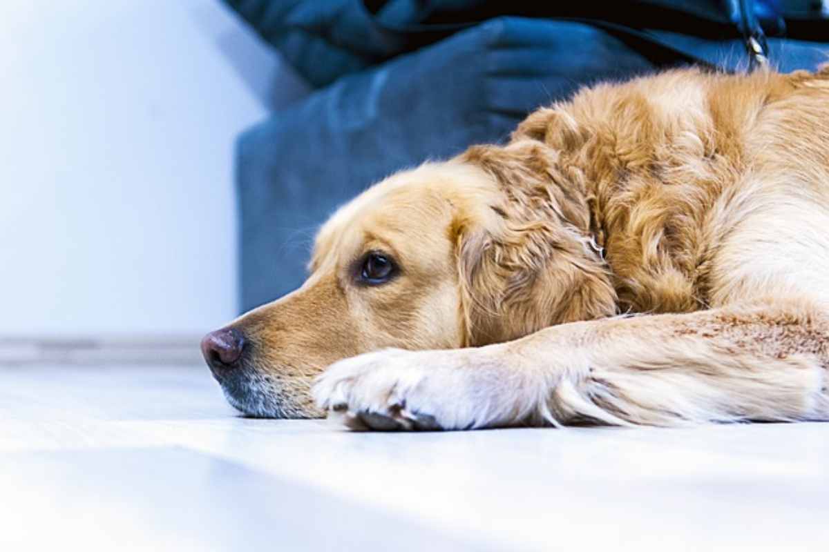Salvata da un tumore grazie alla compassione del veterinario